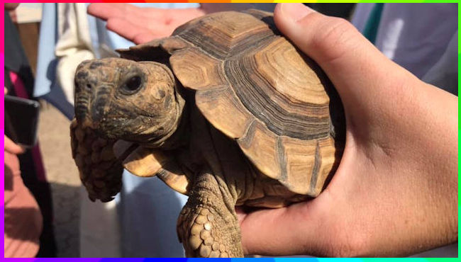 Zoo Walk 28-2-2019